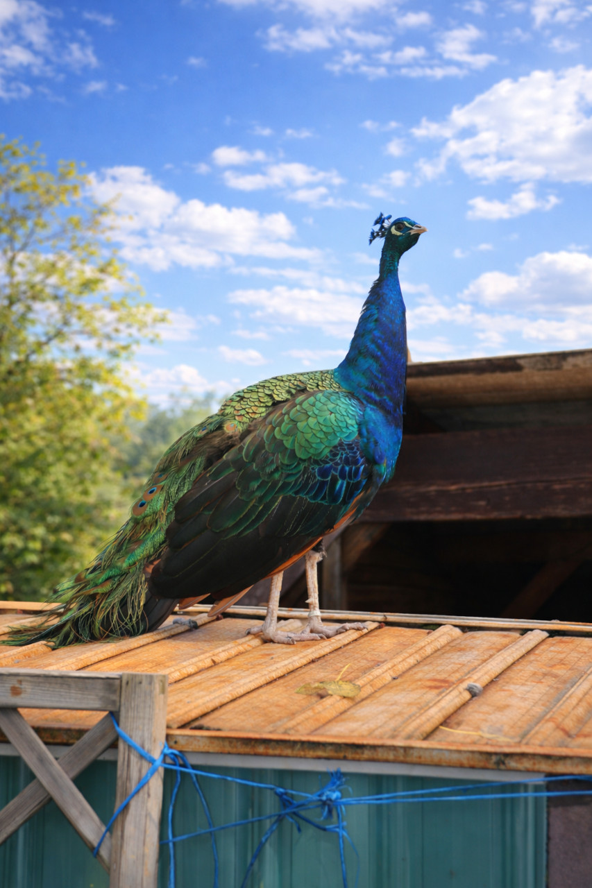 Pfau im Streichelzoo Rülzheim