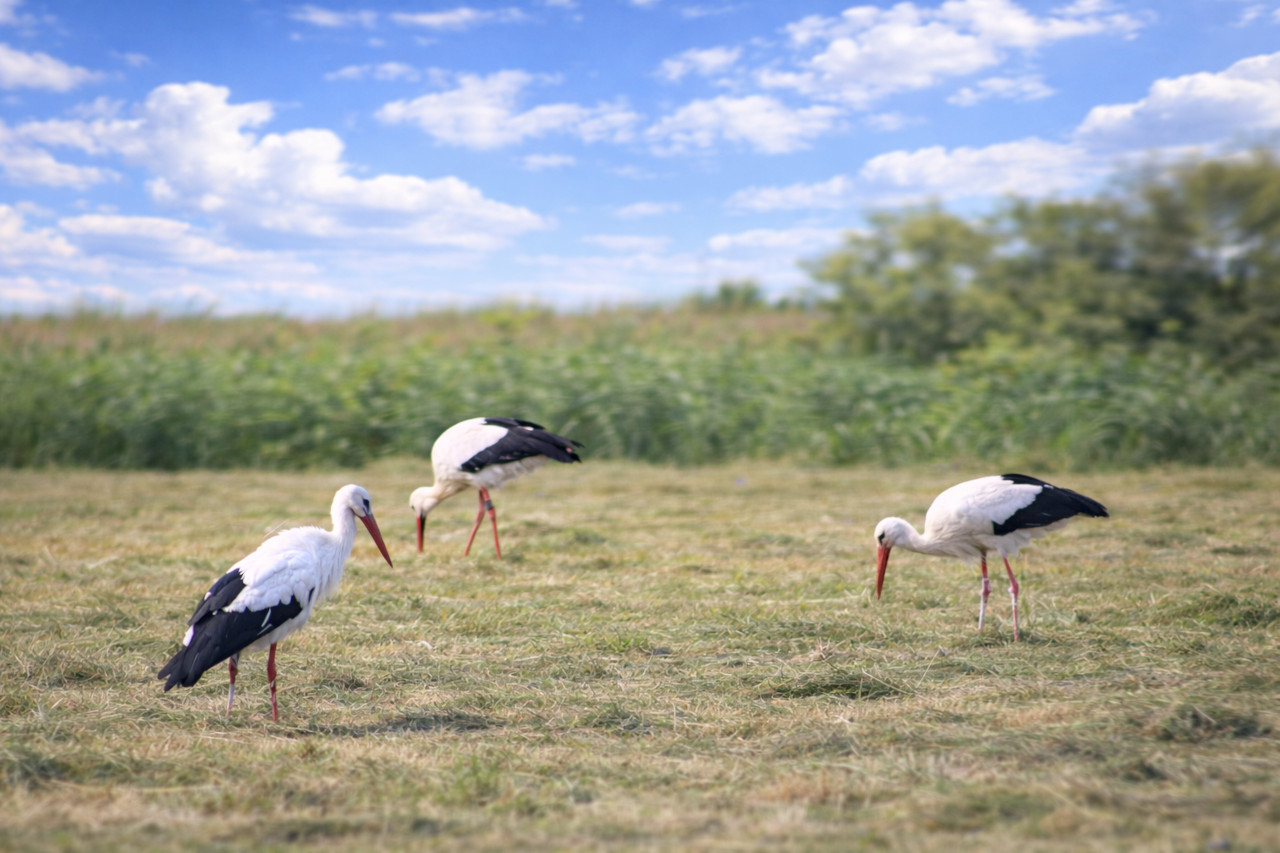 Weißstörche auf Futtersuche im Feld zwischen Kuhardt und Neupotz